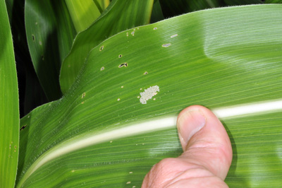 Leaf with a WBC egg mass and feeding scars from small larvae in the whorl