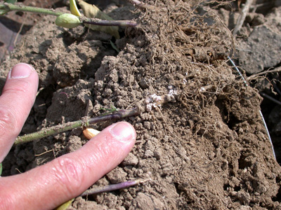 Mealybugs, white fluffy mass on the soybean root