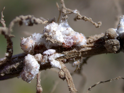 Close-up of mealybugs on soybean root