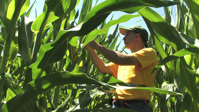 Time to scout high-risk corn for western bean cutworm egg masses