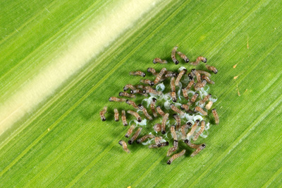 Hatching larvae eating the egg shells before moving to the whorl