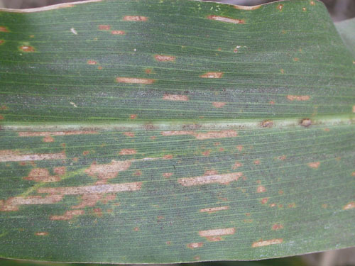 Figure 1. Gray leaf spot lesions on a corn leaf