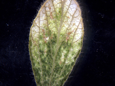 Figure 1. Bleaching and mottling effect in soybean leaves. (Photo Credit: Glenn Nice)