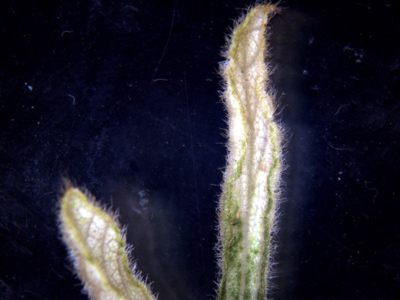 Figure 2. Bleaching and sgtrapping effect in soybean leaves. (Photo Credit: Glenn Nice)