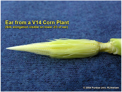 Silk elongation on the lower 2/3 of a V14 ear shoot; about 4 days after V12; 6 to 10 days before silk emergence