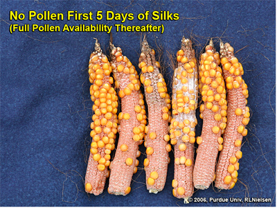Kernel set on ears where pollination was prevented for 5 days after first silk emergence, then allowed to proceed without interference