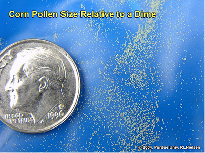 Corn pollen size relative to a dime