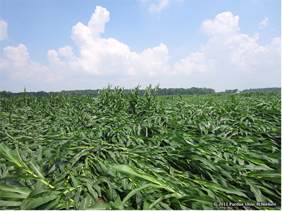 Once head-high corn plants, now flattened by wind