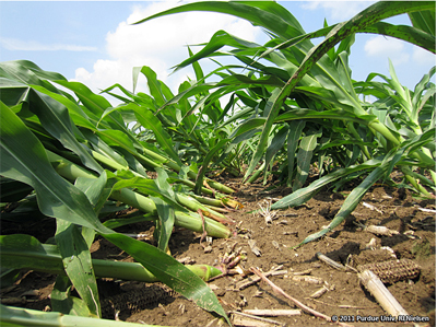 Goose-neck corn