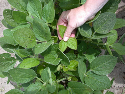 Be certain to look for aphids on the backside of soybean's newest growth