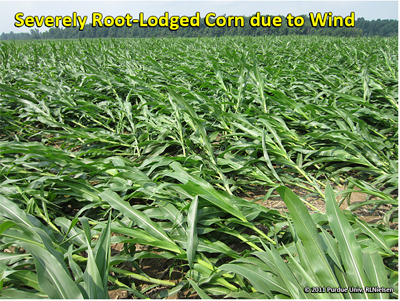 Severely root-lodged corn due to wind