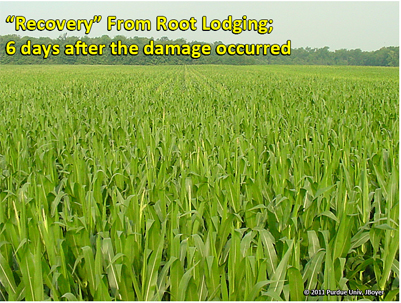 Recovery from root lodging; 6 days after the damage occurred
