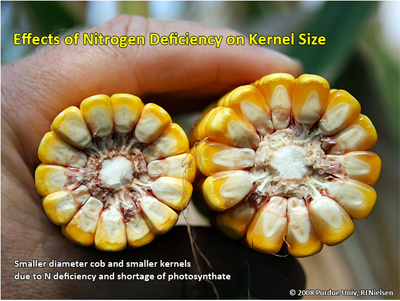 Effects of nitrogen deficiency on kernel size