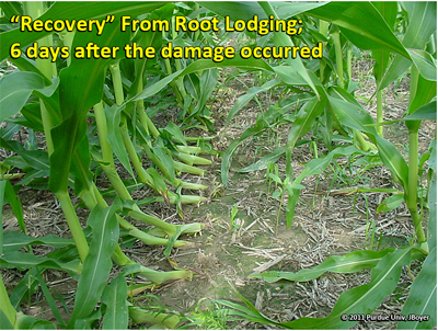 Recovery from root lodging 6 days after the damage occurred