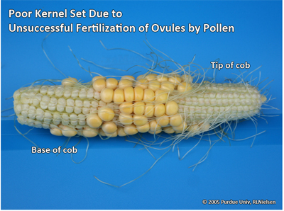 poor kernel set due to unsuccessful fertilization of ovules by pollen