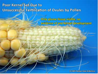 Poor kernel set due to unsuccessful fertilization of ovules by pollen