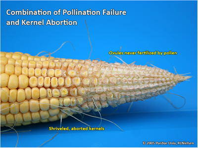 Combination of pollination failure and kernel abortion