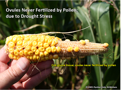 Ovules never fertilized by pollen due to drought stress