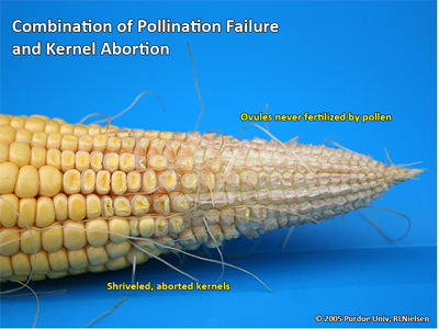 Combination of pollination failure and kernel abortion