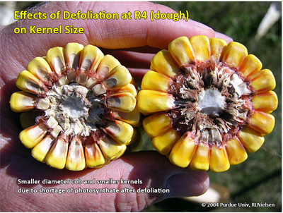 Effects of defoliation at R4 (dough) on kernel size