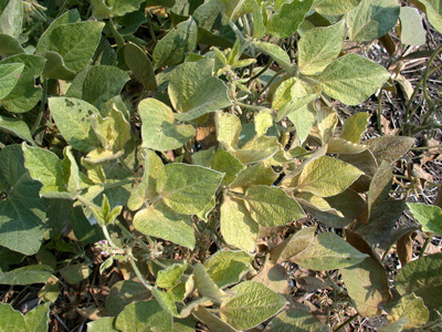 Spider mite bronzed plants near the field edge.