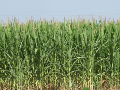 Figure 1. Corn showing symptoms of moisture and heat stress