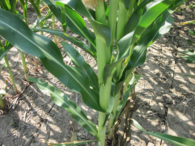 Figure 2. Lower leaves of corn plant with little or no gray leaf spot lesions present (Picture taken in Northeast IN on 8/1/11).