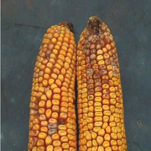 Figure 2. Fusarium ear rot of corn (Photo Charles Woloshuk)