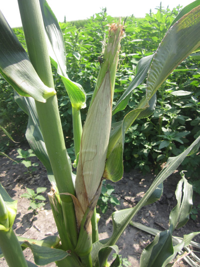 Figure 3. Corn husk with symptoms of Diplodia ear rot (Photo by Paty Romero)