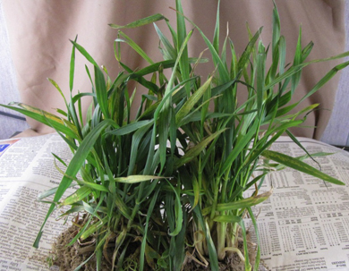 Figure 1. Wheat exhibiting symptoms of soilborne virus diseases (WSSMW; SBWMV)