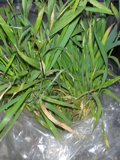 Figure 3. Yellow streaks and mosaic on leaves caused by soilborne viruses (WSSMV; WSBMV)