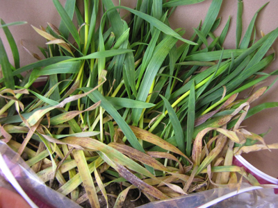 Figure 4. Plants infected with soilborne viruses (WSSMV; SBMWV) may develop reddish-purple coloring on lower leaves