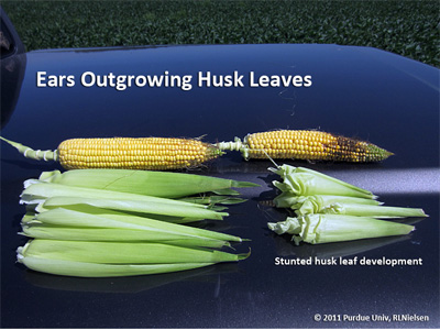 Ears outgrowing husk leaves