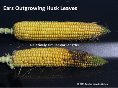 Ears outgrowing husk leaves