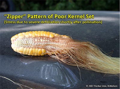 zipper pattern of poor kernel set