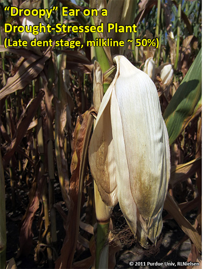 Droopy ear on a drought-sstressed plant