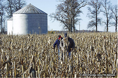 Two men checking a corn field
