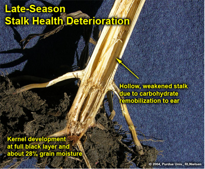 Late season stalk health deterioration