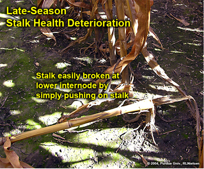 Late season stalk health deterioration