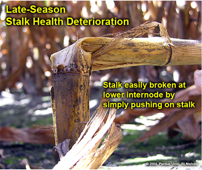 Late season stalk health deterioration