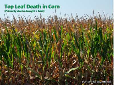 Top leaf death in corn