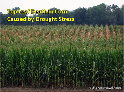 Top leaf death in corn caused by drought stress