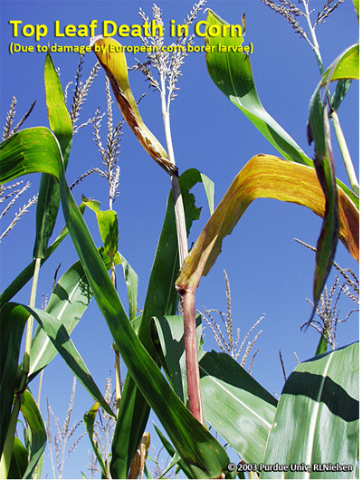Top leaf death in corn