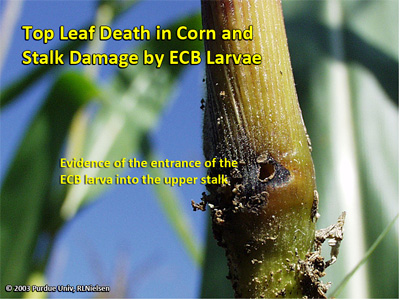 Top leaf death in corn and stalk damage by ECB