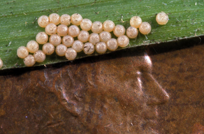 Black cutworm eggs compared to penny's Lincoln head