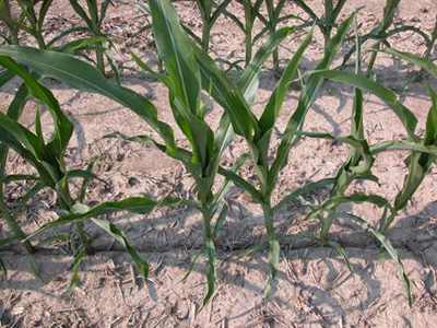 Seed Furrow smearing while planting corn can add to potential drought stress damage later in the season