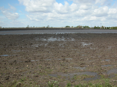 Wet and rough fields which will need secondary tillage for leveling purposes once the surface soil dries.