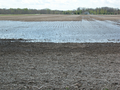 Wed and smooth fields that would be a good candidate for possible no-till or stale seedbed planting.