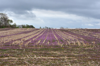 City folks think these fields are pretty...so do black cutworm!