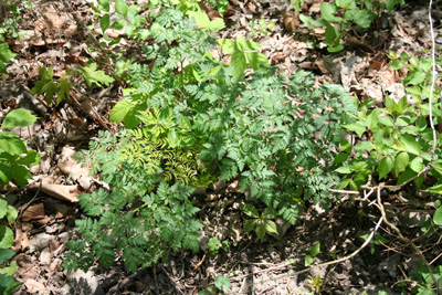 Poison hemlock rosettes in the spring